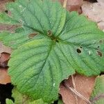 Potentilla sterilis Frunză