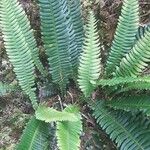 Blechnum spicant葉