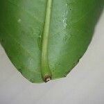 Shirakiopsis elliptica Diğer