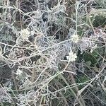 Helichrysum globosum ശീലം