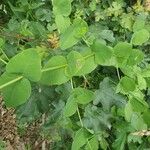 Vicia pisiformis Leaf