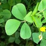 Medicago orbicularis Feuille