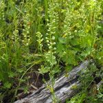 Alyssum alyssoides Habitus