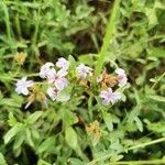 Plumbago europaea 花