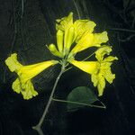 Handroanthus serratifolius