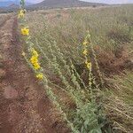 Verbascum sinaiticum Costuma