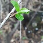 Prunus cerasus Leaf