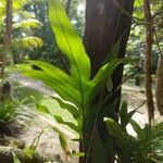 Phymatosorus scolopendria Leaf