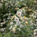 Symphyotrichum ericoidesÕis