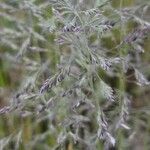 Poa pratensis Bleunienn