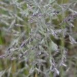 Poa pratensis Flower