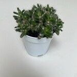 Trichodiadema densum Folha