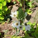 Ornithogalum thyrsoides Цветок