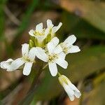 Fourraea alpina Blomma