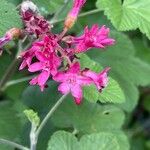 Ribes sanguineum Flor