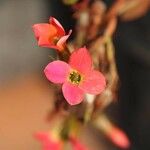 Kalanchoe blossfeldianaFlor