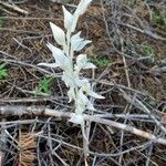 Cephalanthera austiniae ᱵᱟᱦᱟ