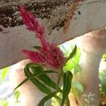Celosia argentea Blomst