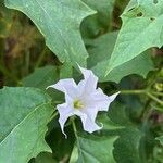 Datura stramoniumVirág