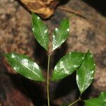 Eugenia oerstediana Leaf