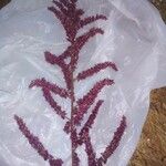 Amaranthus cruentus花