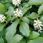 Pachysandra terminalis Листок