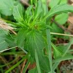 Viola arvensis Leaf