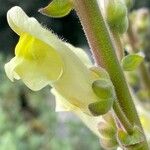 Antirrhinum latifoliumKukka