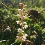 Pyrola rotundifolia Blodyn