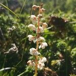 Pyrola rotundifolia Fleur