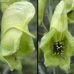 Aconitum anthora ফুল