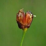 Juncus triglumis Fruit