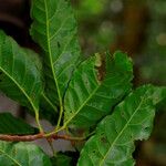 Sloanea lepida Leaf