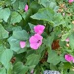 Malope trifida Blomst