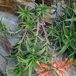 Aloe cremnophila Natur