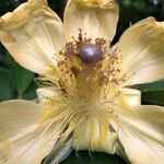 Luehea candida Flor