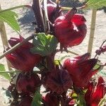 Hibiscus sabdariffa Fruit