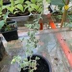 Antirrhinum molle Hoja