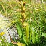 Dactylorhiza viridisCvet