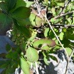 Berberis aetnensis برگ