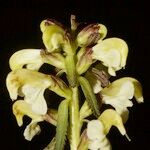 Pedicularis lapponica 花