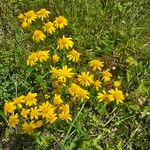 Senecio squalidus Fula