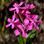 Atocion armeria Flor