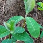 Euphorbia dulcis Leaf