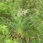 Cordyline mauritiana Hábito