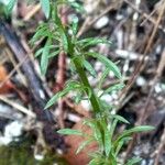 Anarrhinum bellidifolium List