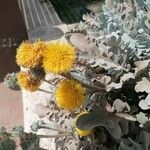 Centaurea ragusina Kvet
