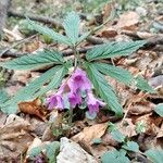 Cardamine glanduligera Fuelha