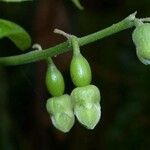 Cayaponia racemosa Fruit