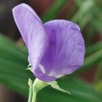 Lathyrus hirsutus Flor